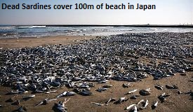 Dead Sardines Japan