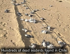 Dead Seabirds Chile