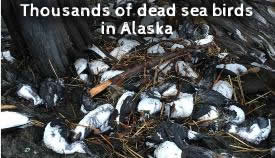 Dead seabirds alaska