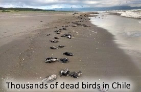 Dead seabirds in Chile