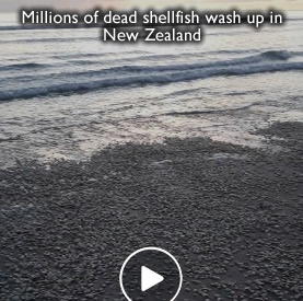 Dead shellfish new zealand