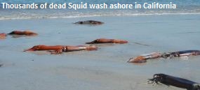 Dead Squid California