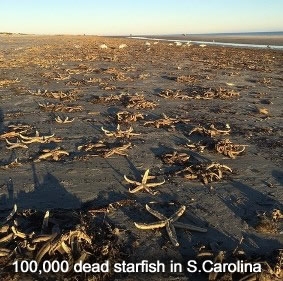 Dead Starfish in Fripp