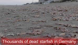 Dead Starfish in Germany