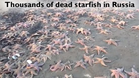 Dead Starfish in russia
