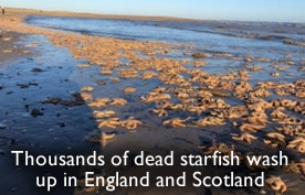 Dead starfish in Skegness