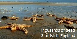 Dead Starfish