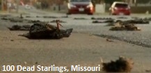 Dead Starlings Missouri