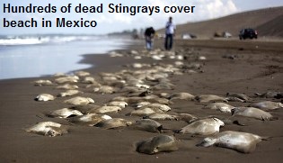 Dead Stingrays Mexico