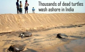 Dead Turtles in India