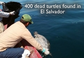Dead Turtles in El Salvador