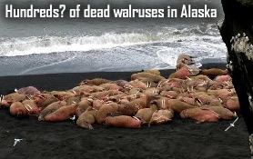 Dead Walruses in Alaska