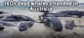 Dead Whales Australia