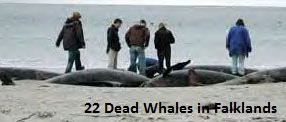Dead Whales Falklands
