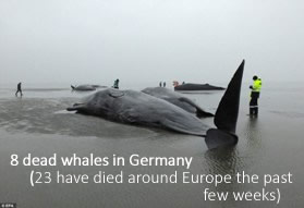 Dead whales in Germany