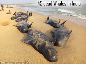 Dead whales in India