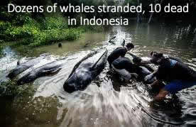 Dead whales in Java