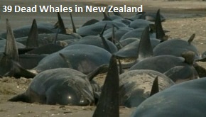 Dead Whales in New Zealand