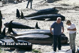 Dead Whales in Spain