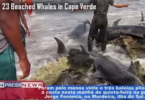 Dead Whales in Cape Verde