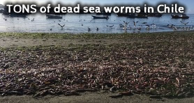 Dead Worms Chile