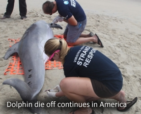 Mass Dolphin die off