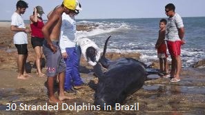 Dead Dolphins in Brazil