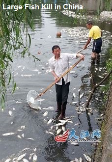 Dead Fish in China
