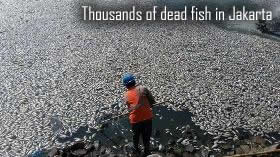Fish dead in Jakarta