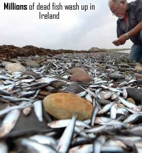 Fish dead in Ireland
