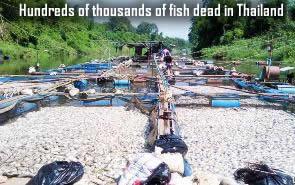 Fish dead in Thailand