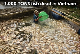 1,000 Tons fish dead vietnam