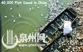 Dead Fish in China