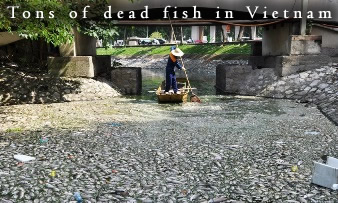 Dead Fish in Vietnam Lake