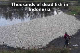 Dead Fish Indonesia