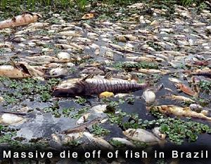 Fish Die off in Brazil