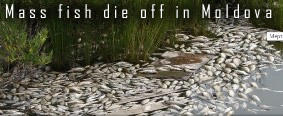 Dead fish in Moldova