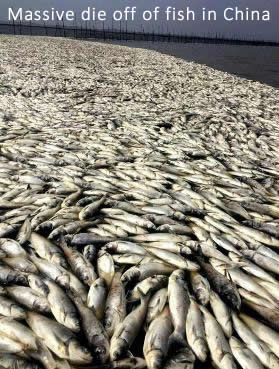 Fish kill China