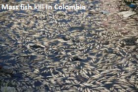 Fish Kill in Colombia