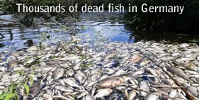 Fish kill in Germany