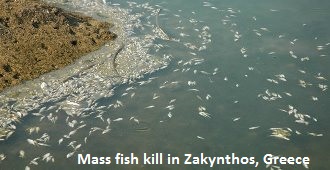 Fish Kill in Greece