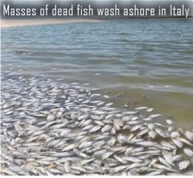 Fish kill in Italy