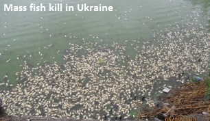 Fish Kill in Ukraine
