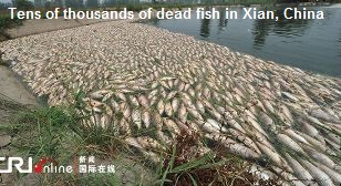 Mass Fish Kill China