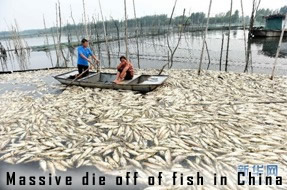 Fish kill in China