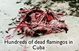 Dead Flamingos in Cuba