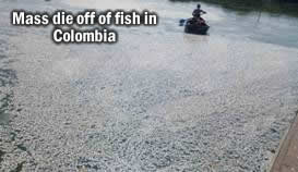 Dead Fish Colombia