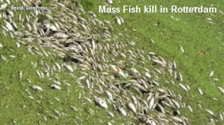 Mass Fish Kill Rotterdam