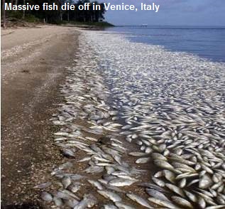 Fish Kill in Venice