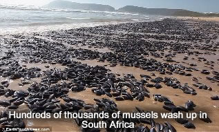 Mussels wash ashore in South Africa